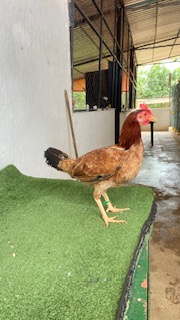 Gallo 1