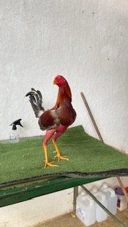 Gallo 2