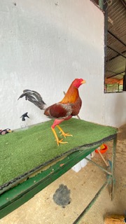Gallo 3