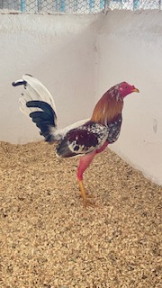 Gallo 4