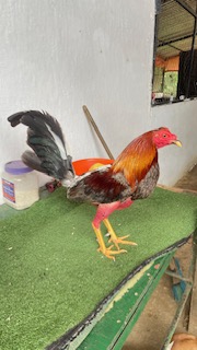 Gallo 5