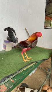 Gallo 6