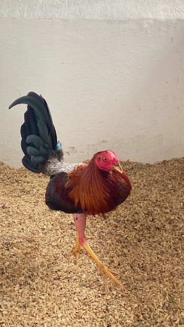 Gallo 7