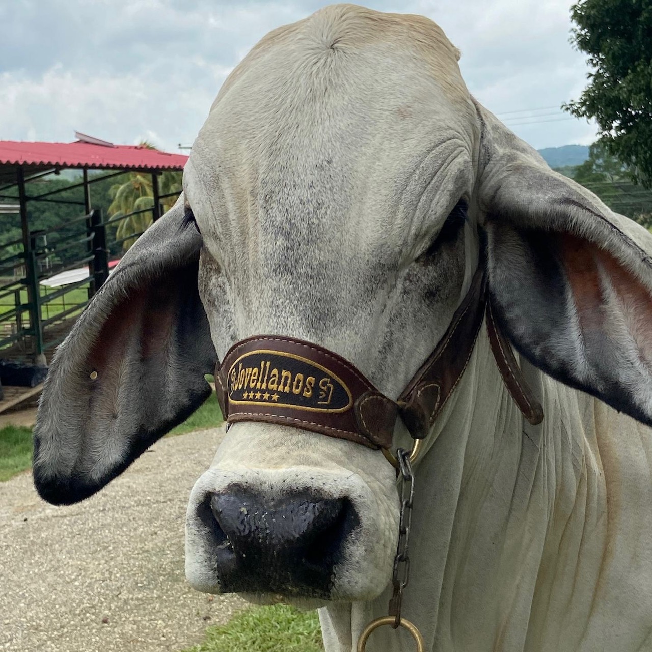 Vaca protagonista